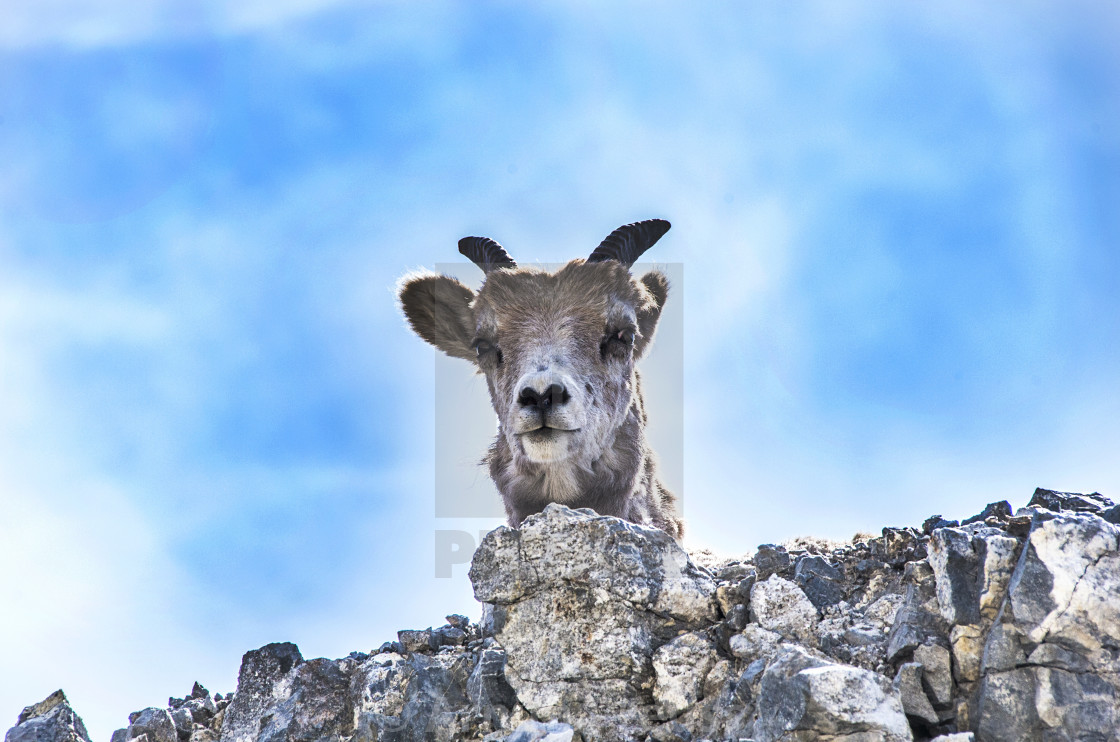 "Baby Bighorn" stock image