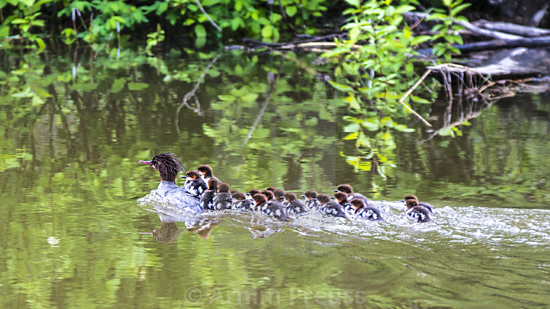 "Mother Duck" stock image