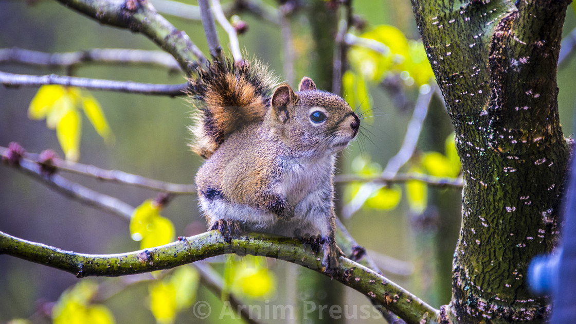 "The Squirrel" stock image