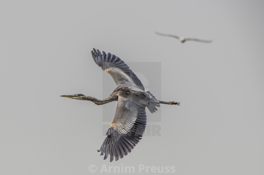 "Heron In Flight" stock image