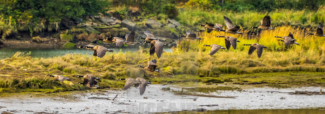 "Canada Geese" stock image