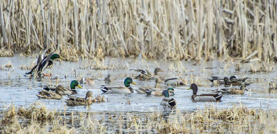 "Ducks On Pond" stock image