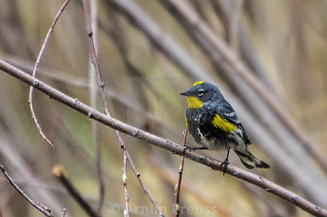 "Warbler" stock image