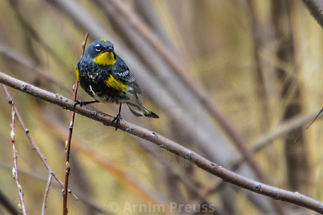 "Warbler" stock image