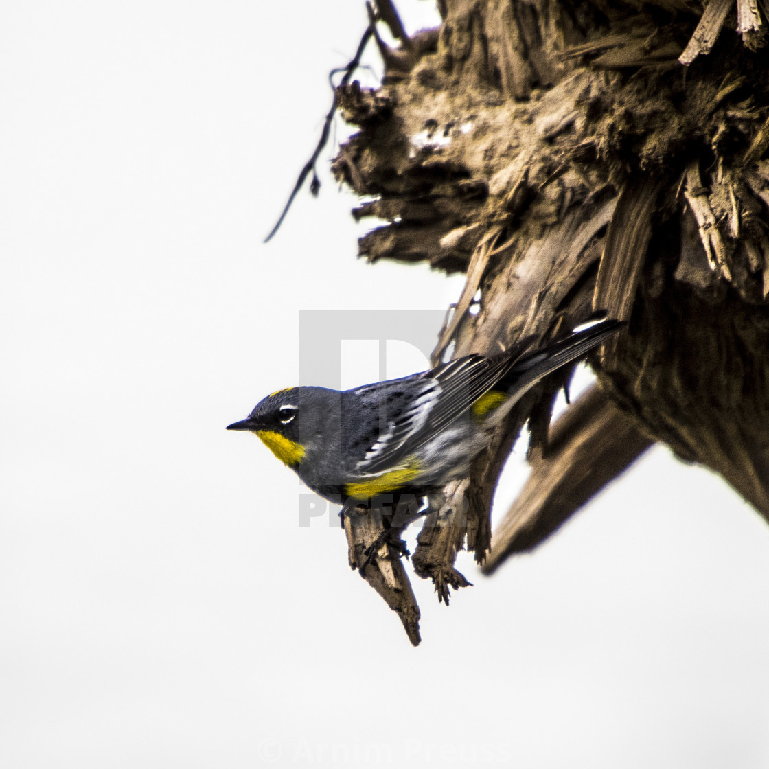 "Warbler" stock image