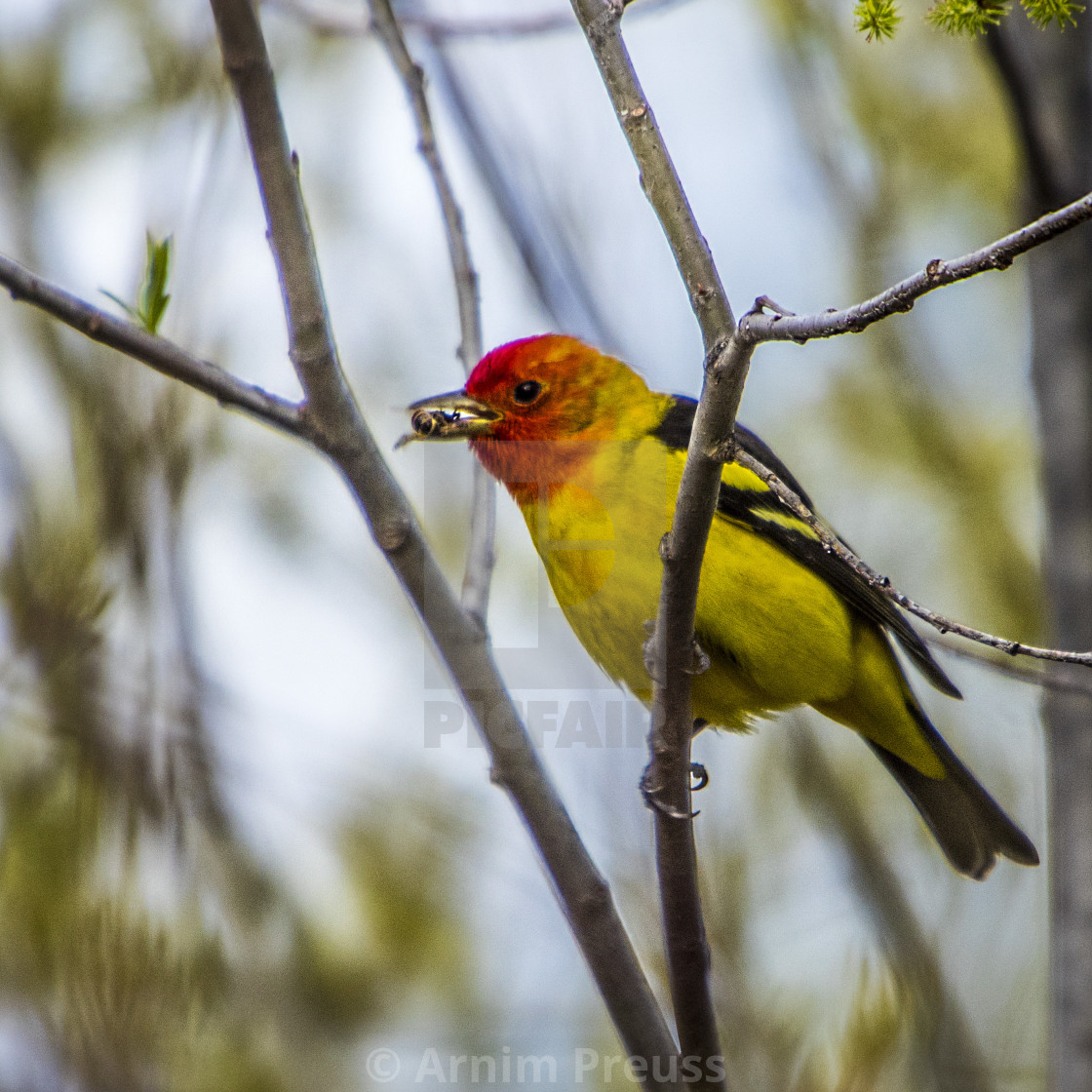 "Western Tanager" stock image