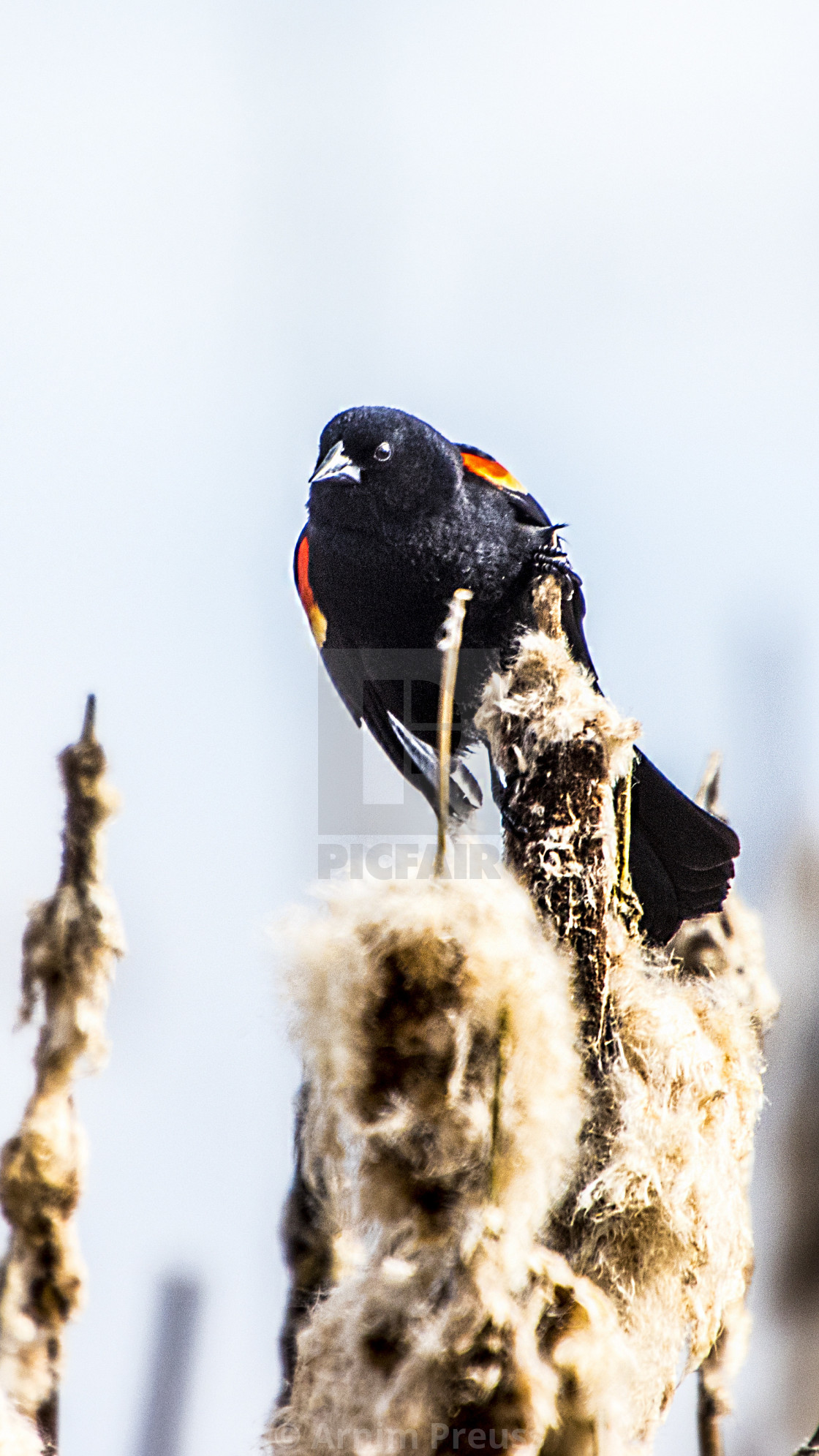 "Red-winged Blackbird" stock image