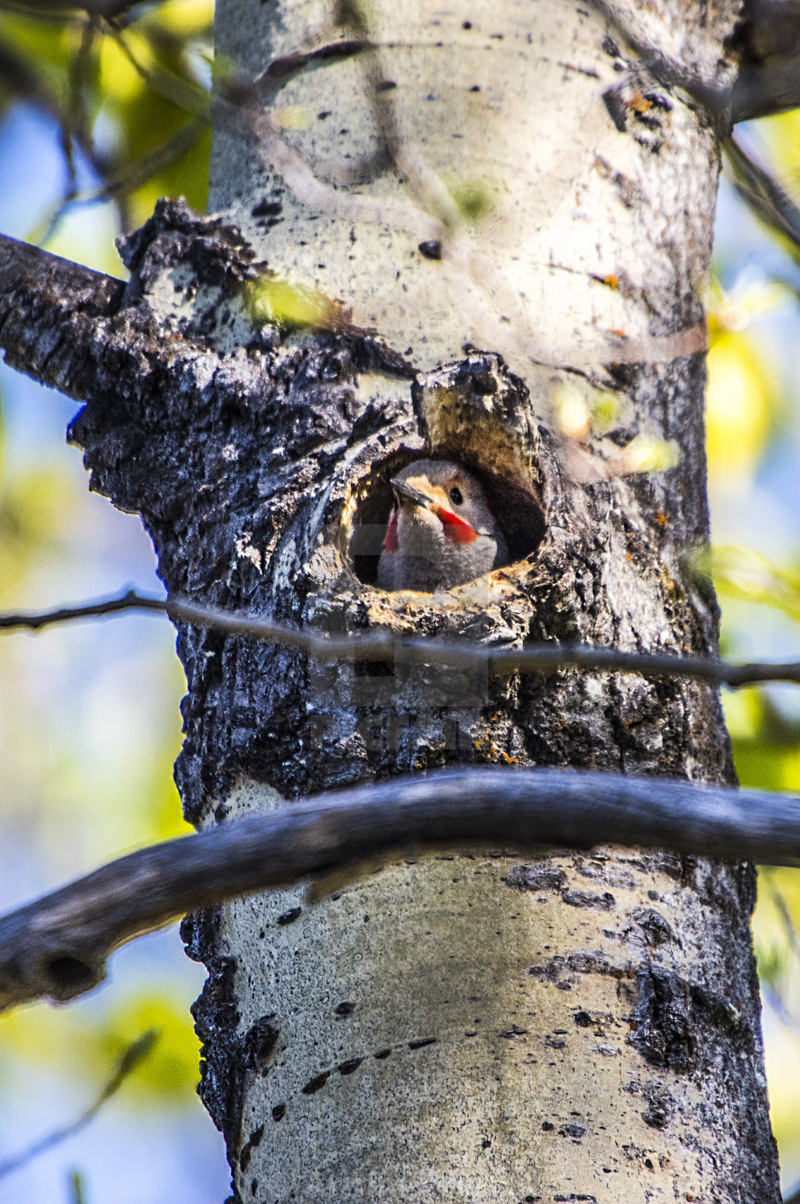 "Northern Flicker" stock image