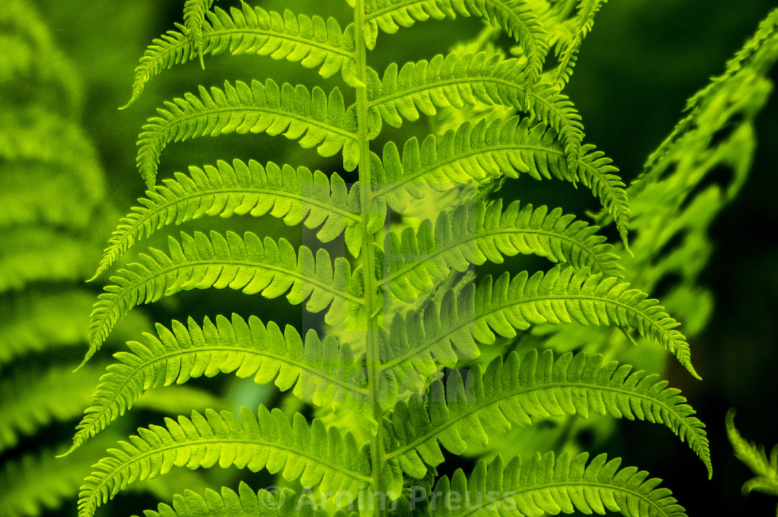 "Fern" stock image