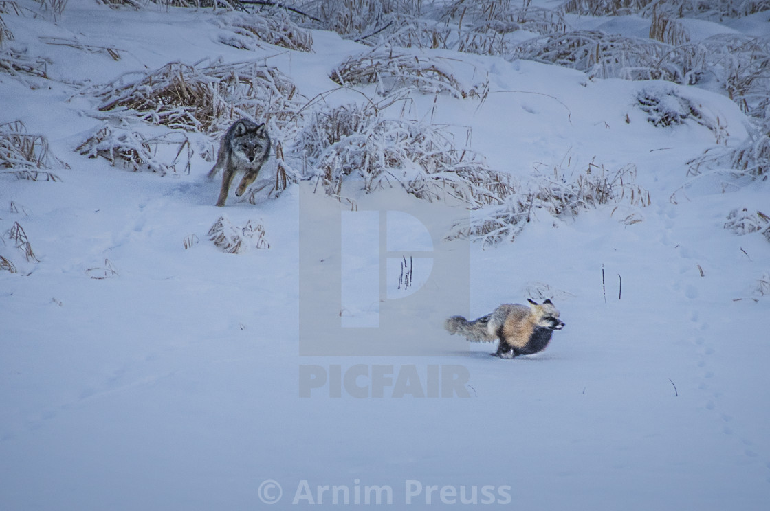 "Coyote chasing a fox" stock image