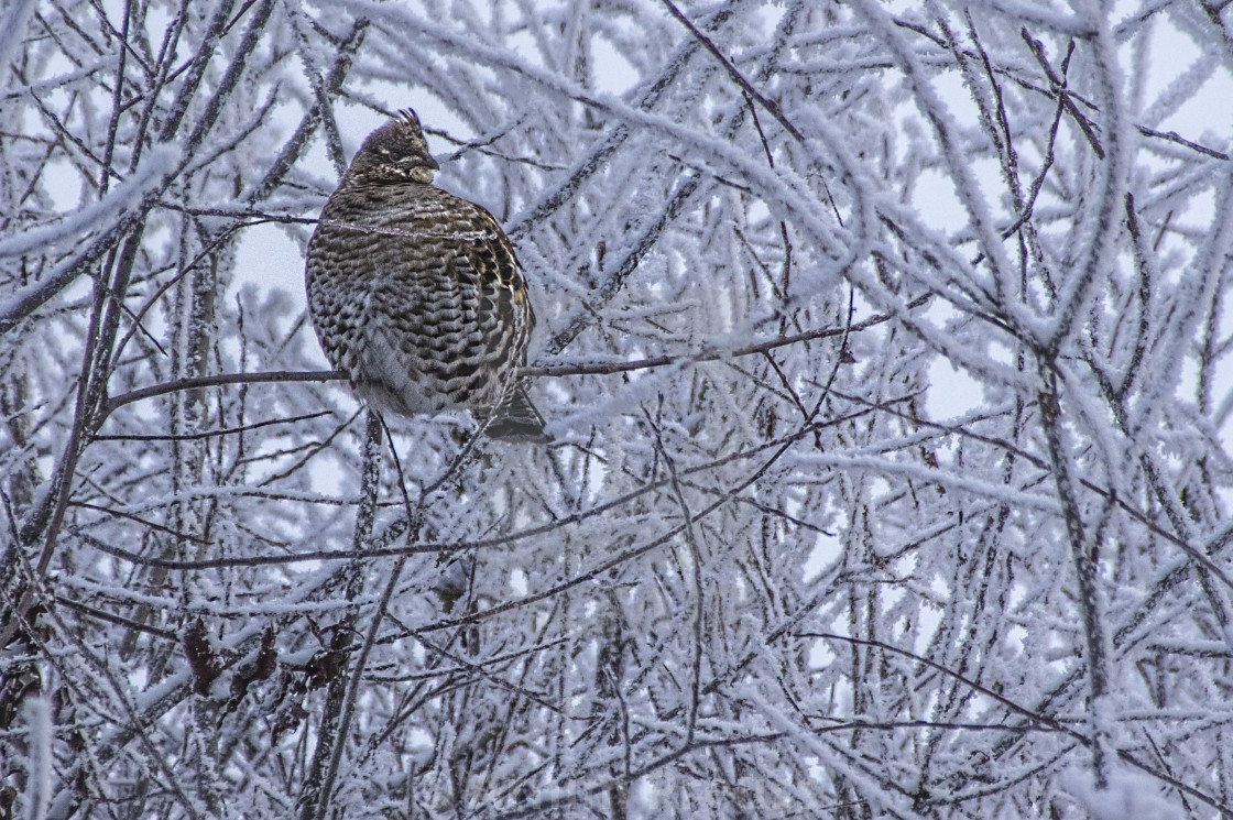 "Grouse" stock image