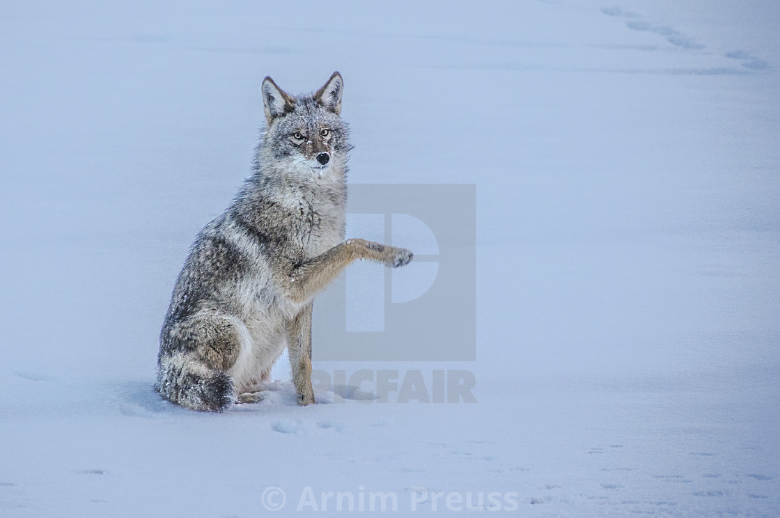 "Coyote" stock image