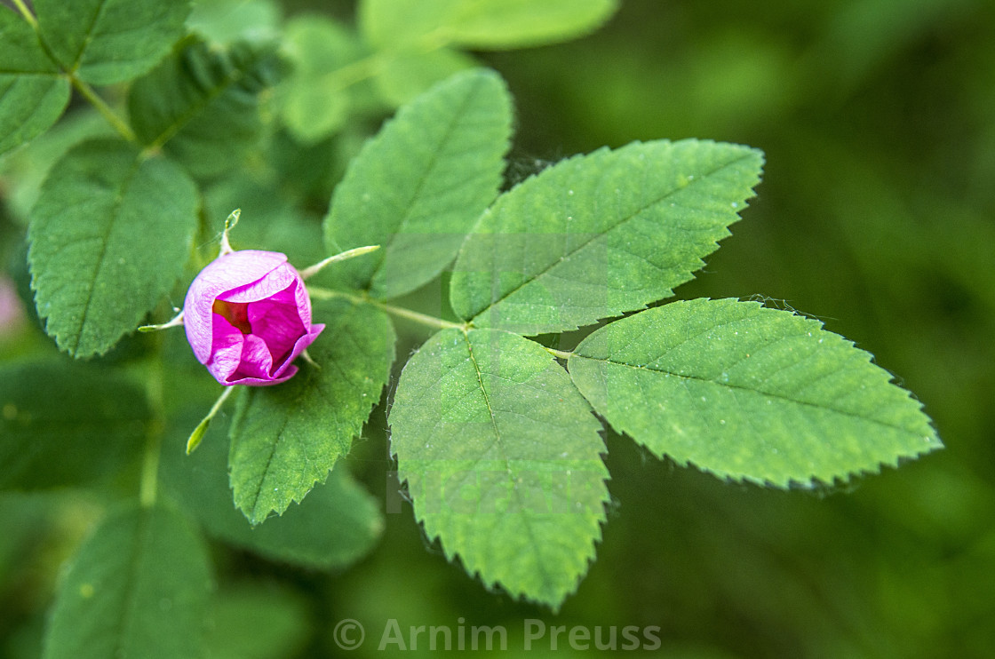 "Rose" stock image