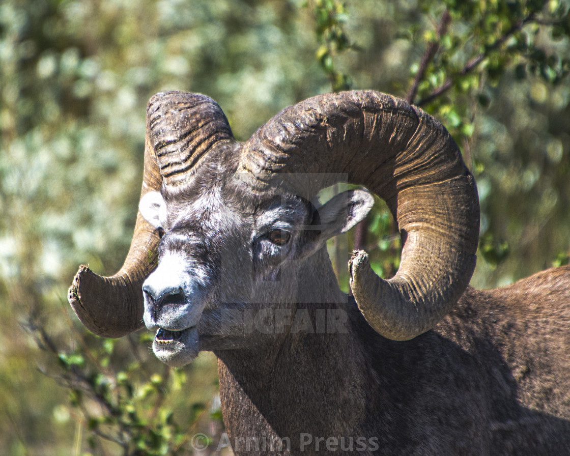 "Bighorn Sheep" stock image