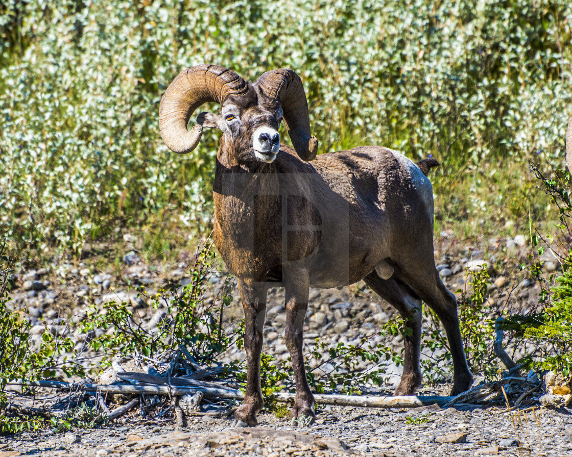 "Bighorn Sheep" stock image