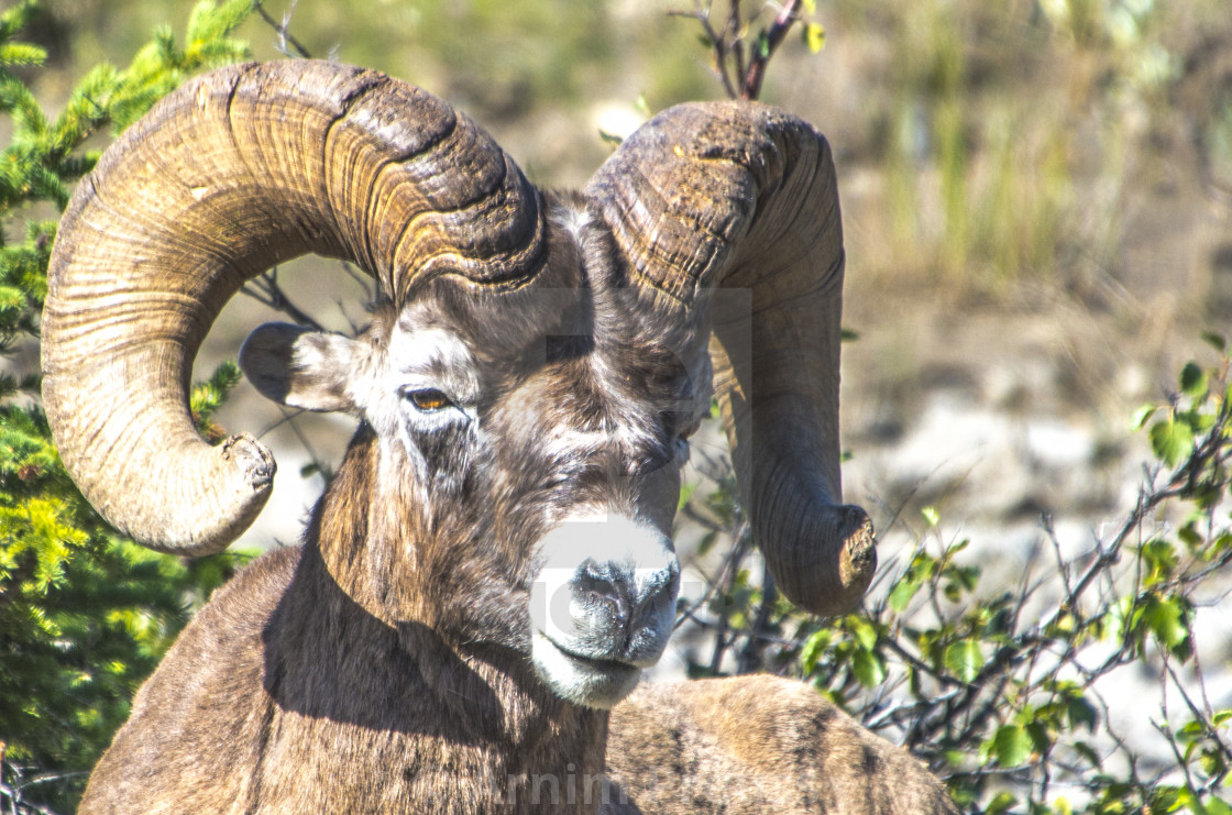 "Bighorn Sheep" stock image