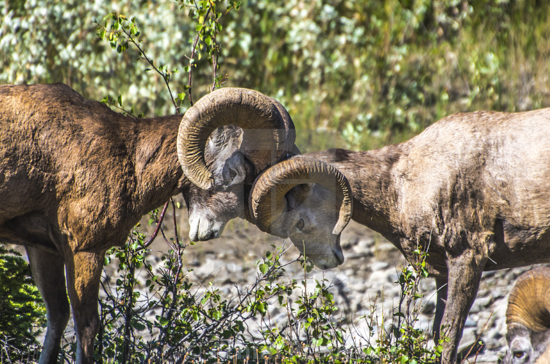 "Bighorn Sheep" stock image