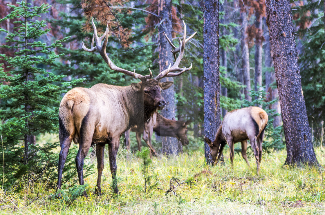 "Elk" stock image