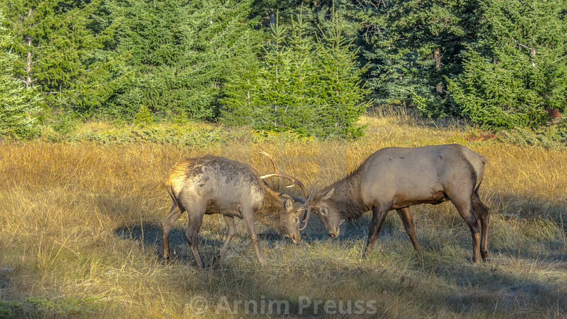 "Elk" stock image