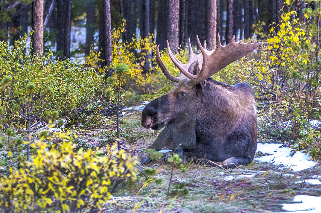 "Bull Moose" stock image