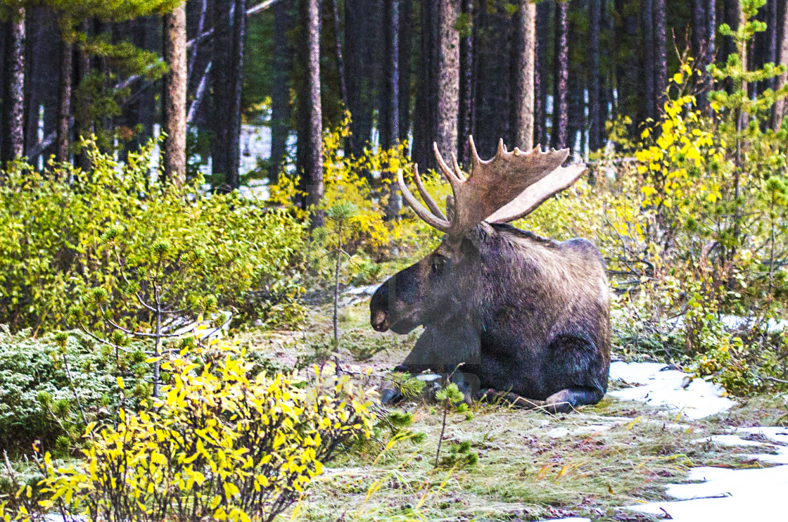 "Bull Moose" stock image