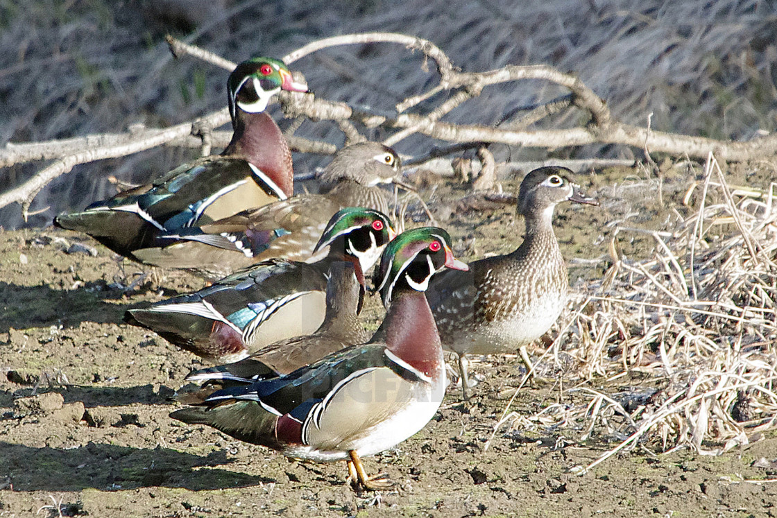 "Wood Ducks" stock image