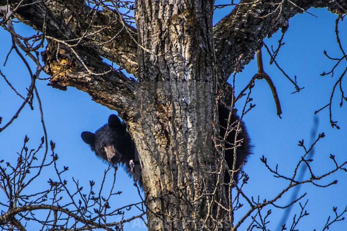 "Black Bear" stock image