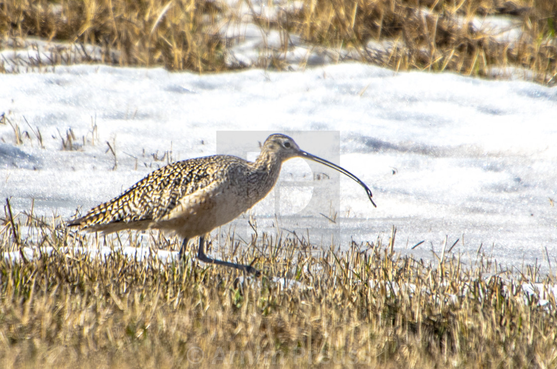 "Curlew" stock image