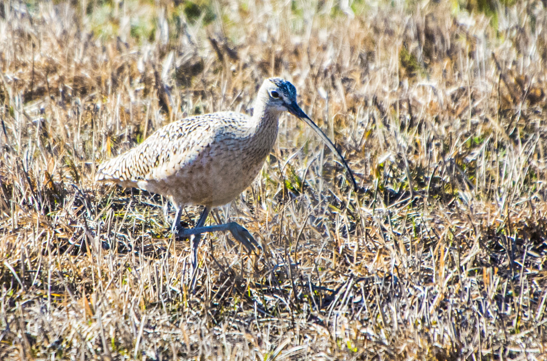 "Curlew" stock image