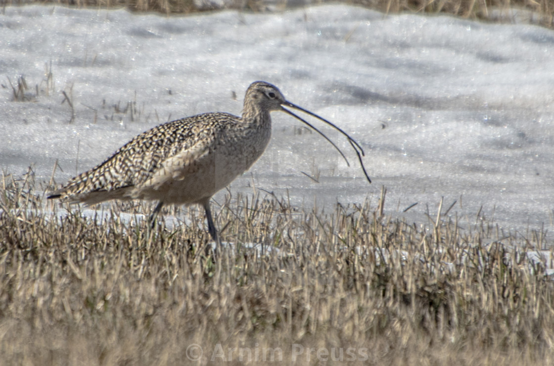 "Curlew" stock image