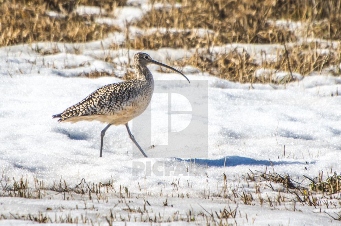 "Curlew" stock image