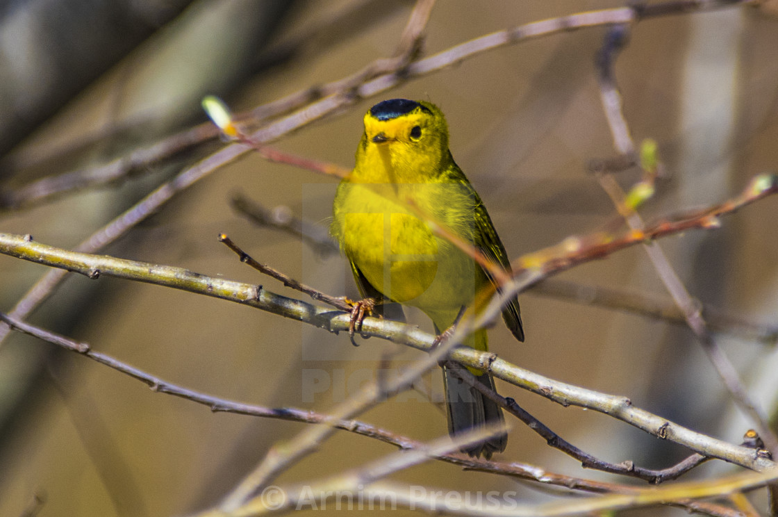 "Finch" stock image