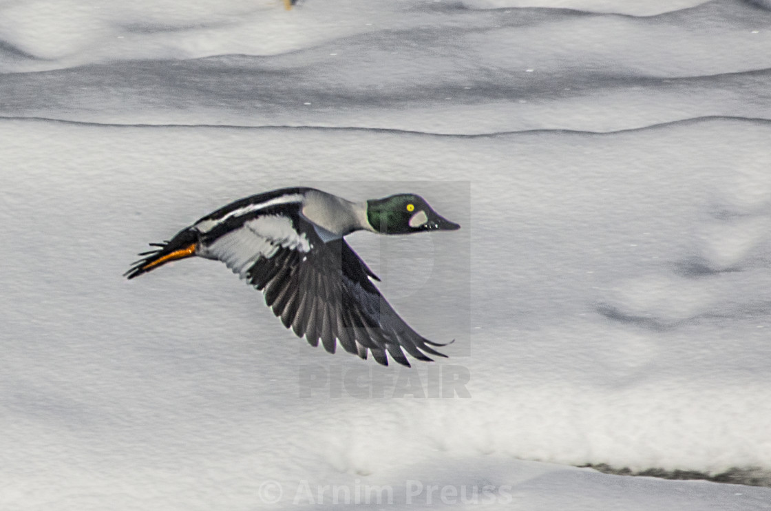 "Goldeneye" stock image