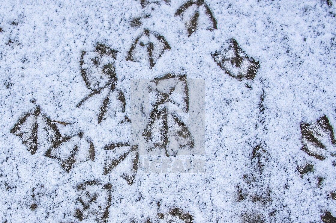 "Duck Tracks" stock image