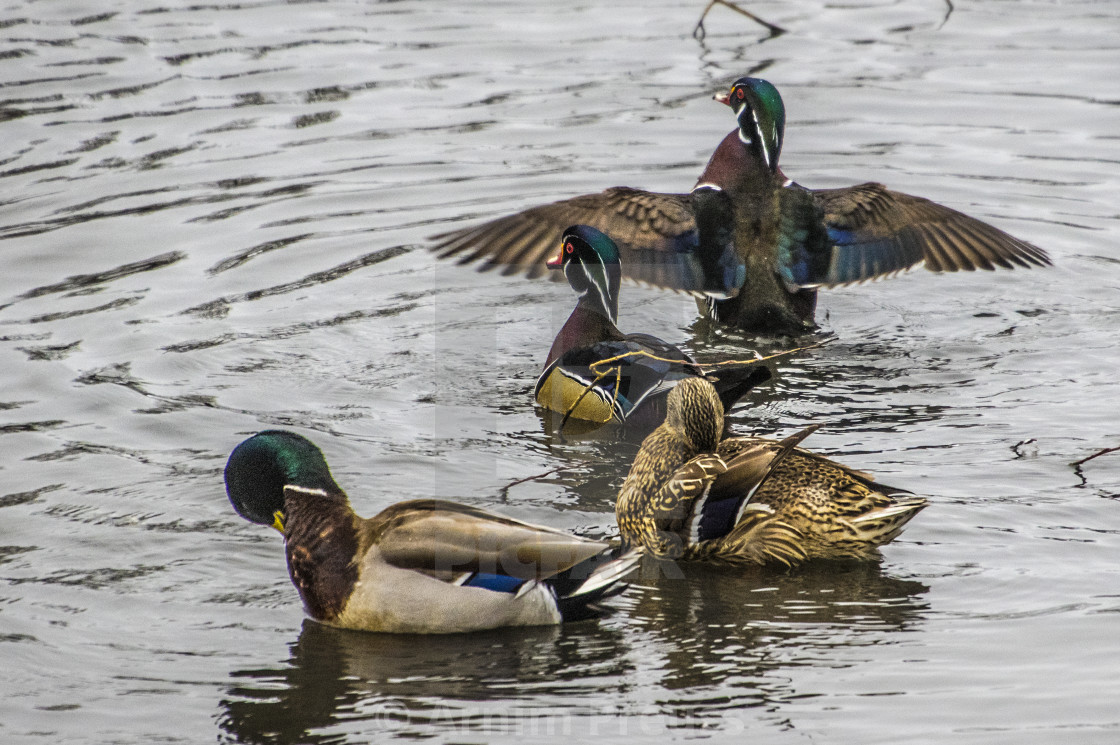 "Wood Ducks" stock image