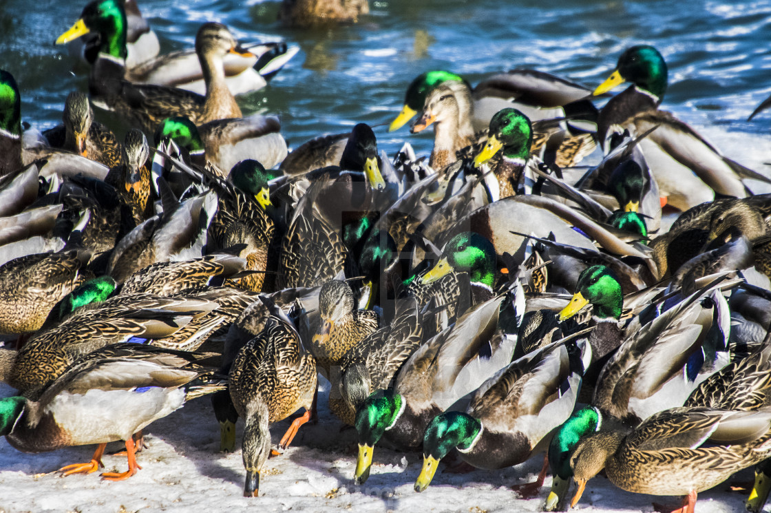 "Mallards" stock image