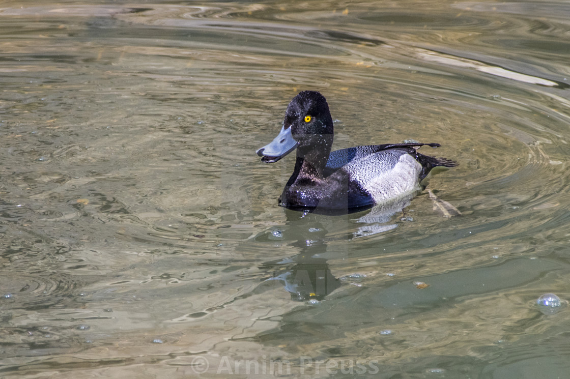 "Scaup" stock image