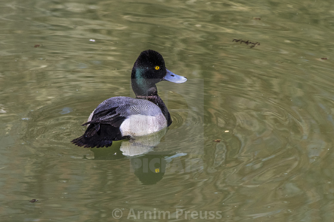 "Scaup" stock image