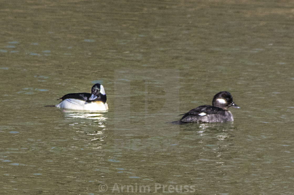 "Bufflehead" stock image