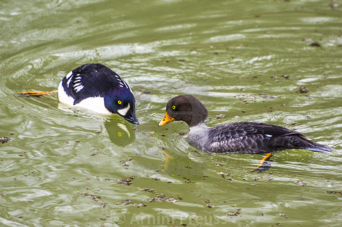 "Goldeneye" stock image