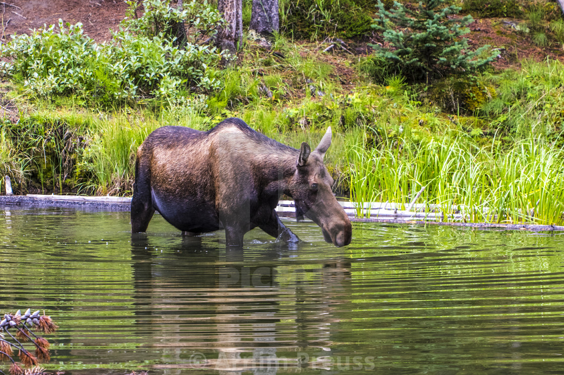 "Moose" stock image