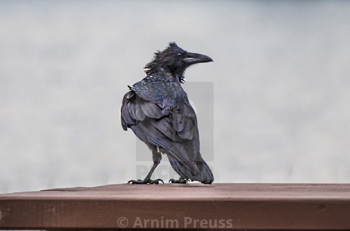 "Raven" stock image