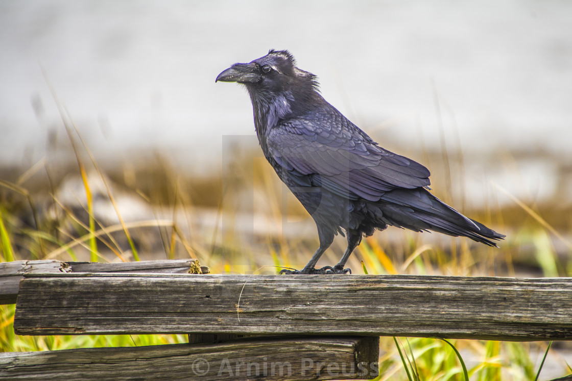 "Raven" stock image