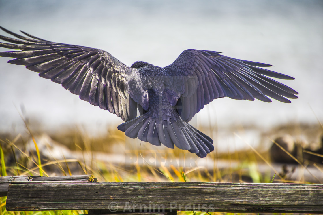 "Raven" stock image