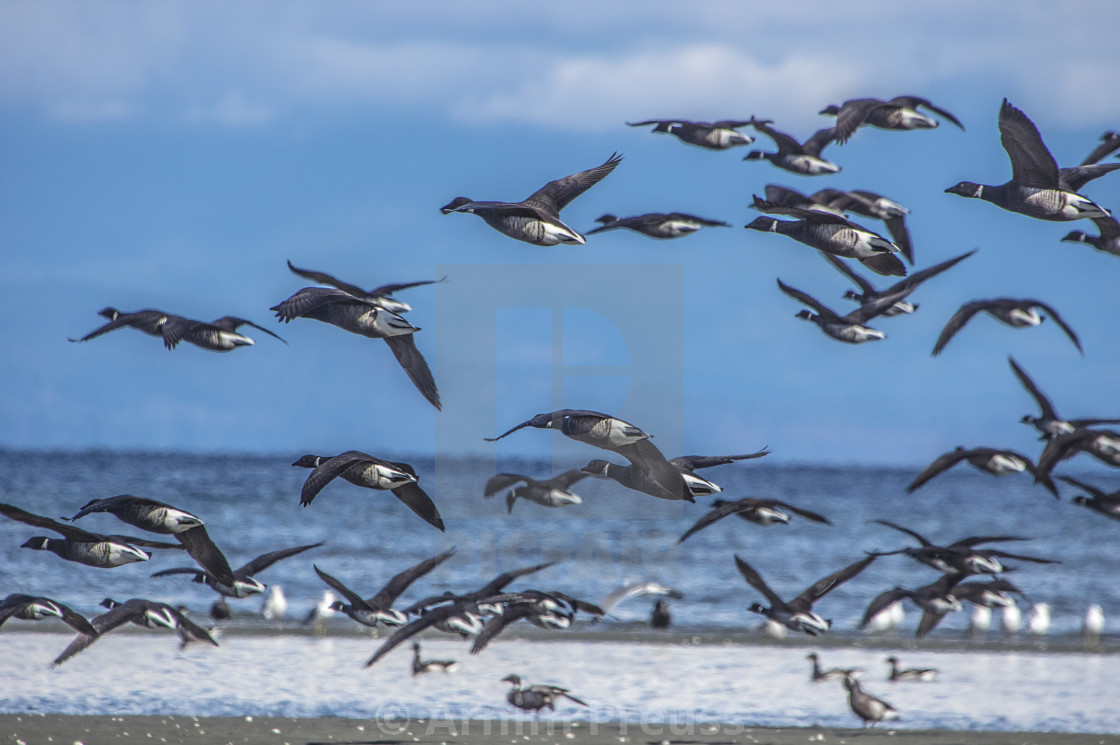 "Black Brant" stock image