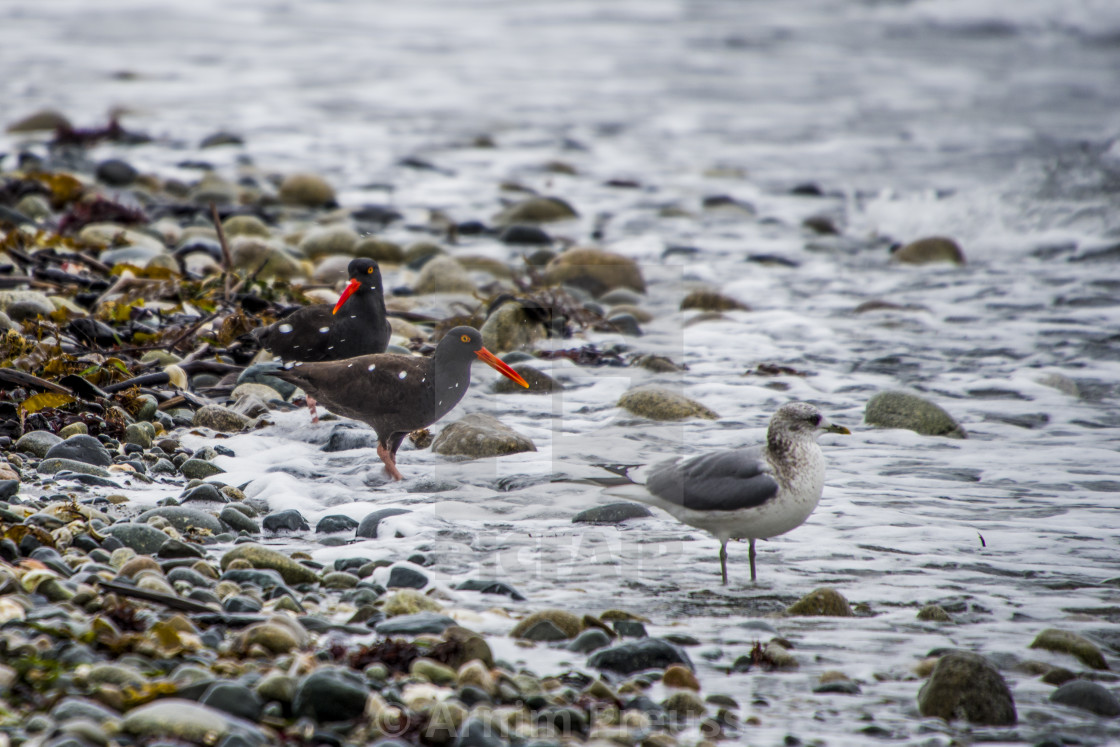 "Black Oyster Catcher" stock image