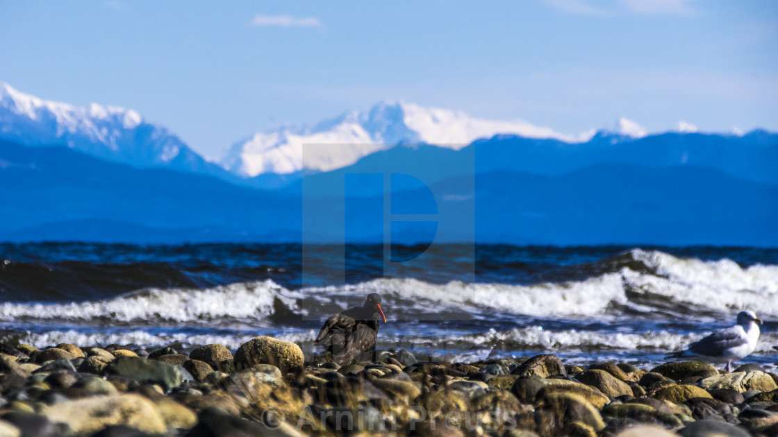 "Black Oyster Catcher" stock image