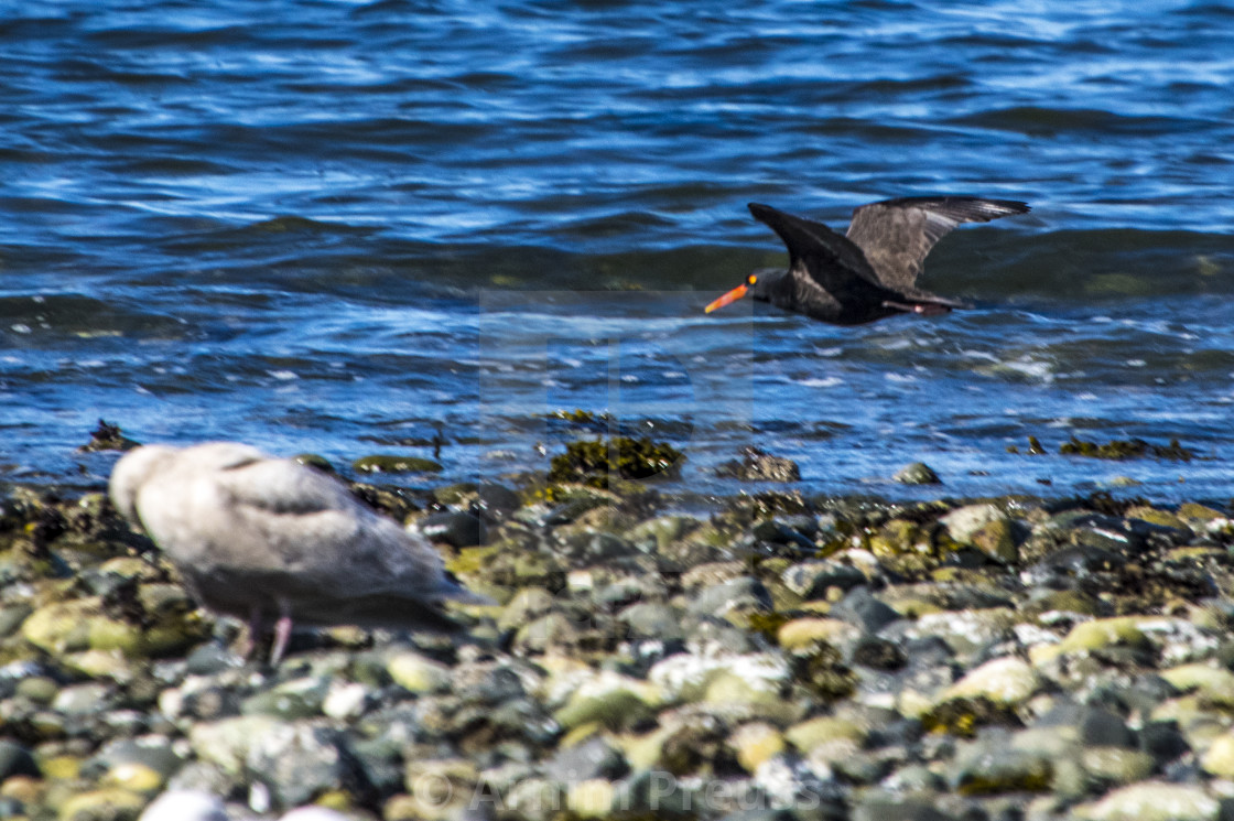 "Black Oyster Catcher" stock image