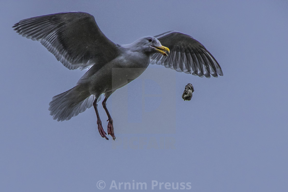 "Seagull" stock image