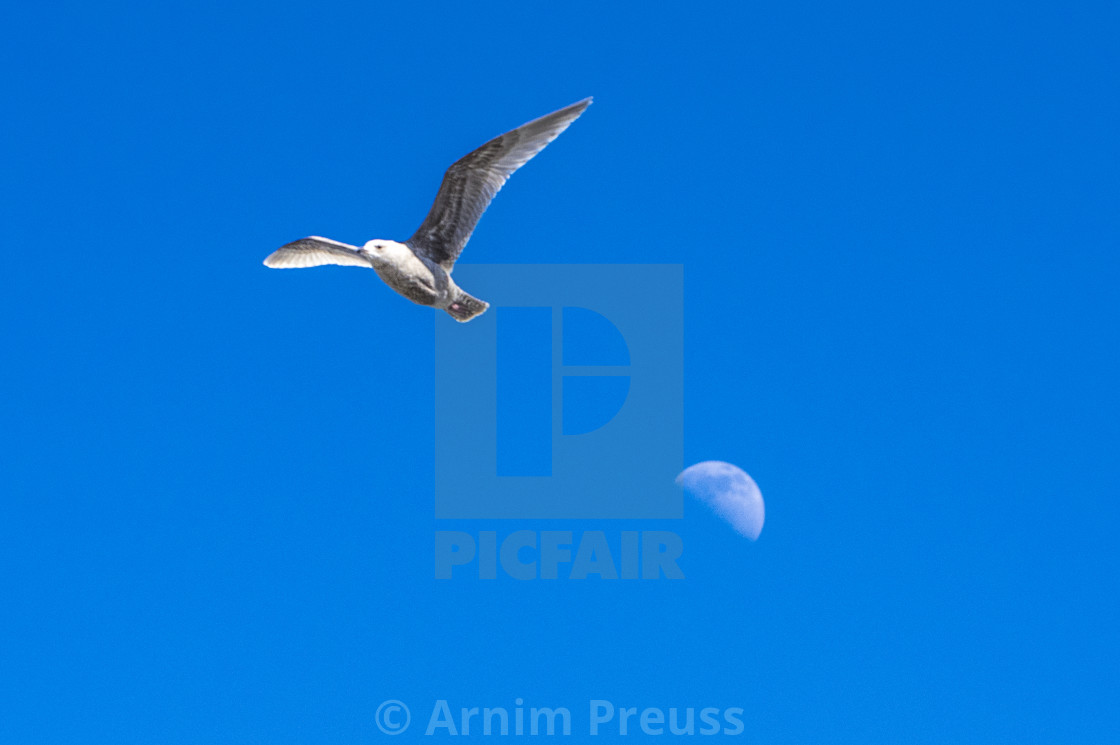 "Moon In Tow" stock image